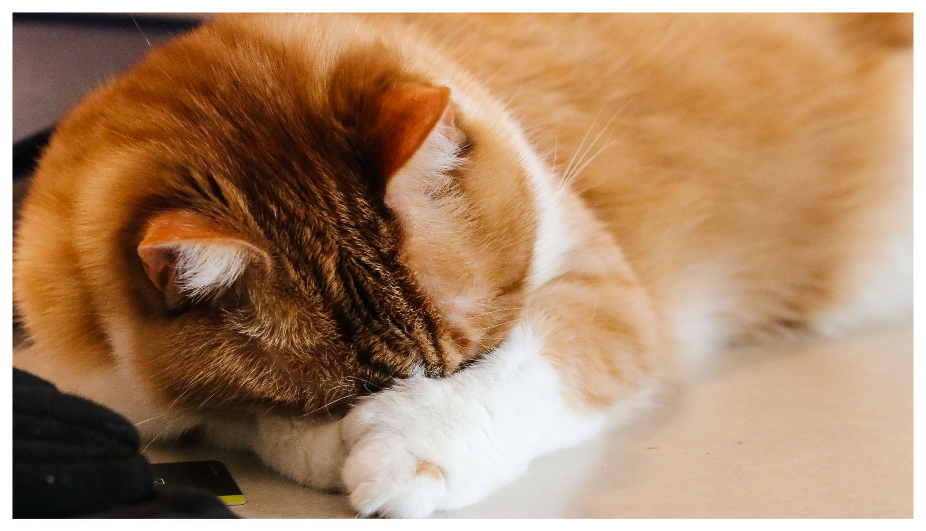 Cat sleeping on counter